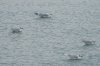 Ring-billed Gull at Westcliff Seafront (Steve Arlow) (80187 bytes) Ring-billed Gull at Westcliff Seafront (Steve Arlow) (80187 bytes)